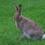 Hare + Hare /   